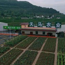 天马山农业