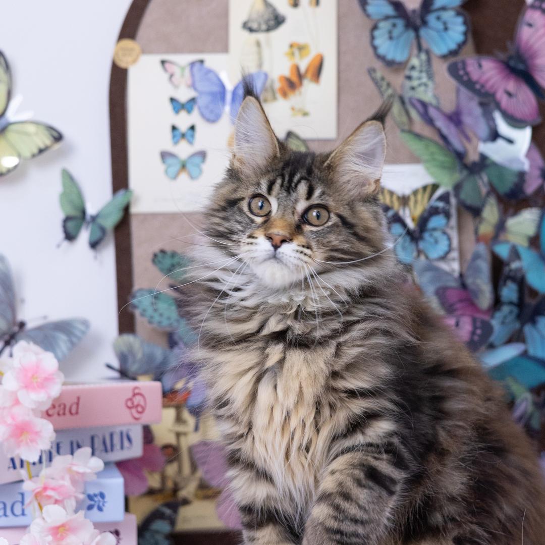 柚只猫UZM