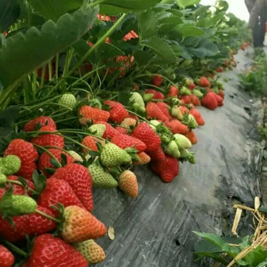 重庆美丰草莓葡萄采摘园