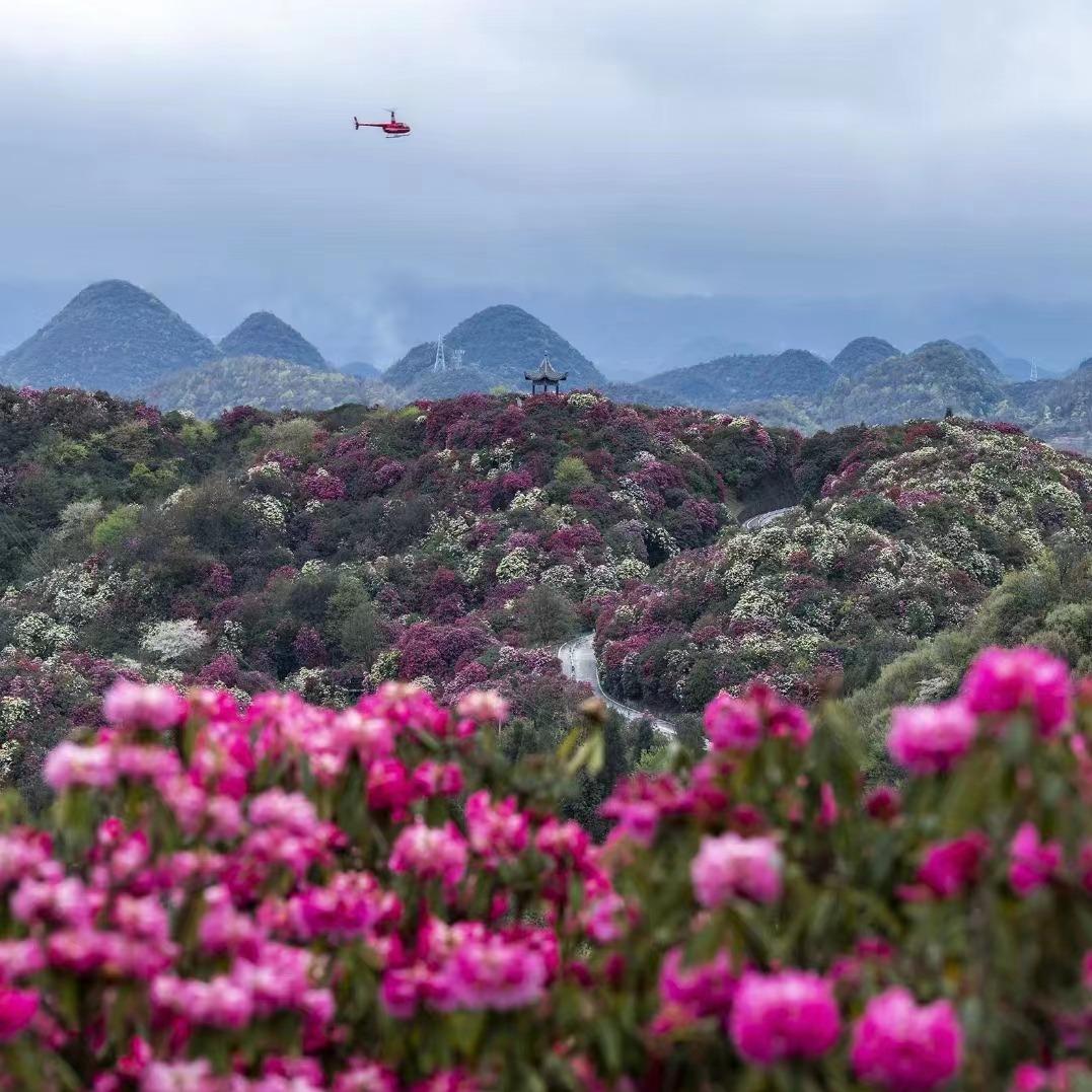 百里杜鹃风景名胜区