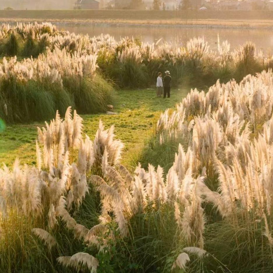 幻彩芦花花海官方号