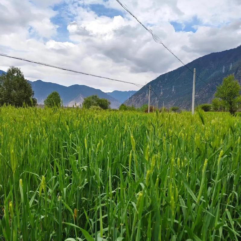 佛山照明(中心街店)ytyrt大直播号