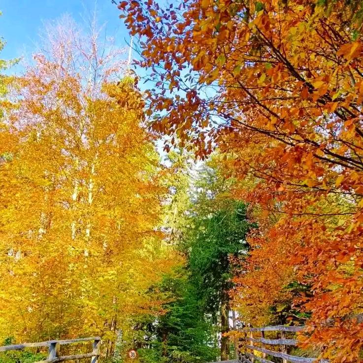 wx小文的直播号