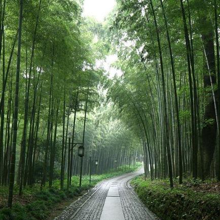 道友请留步直播号