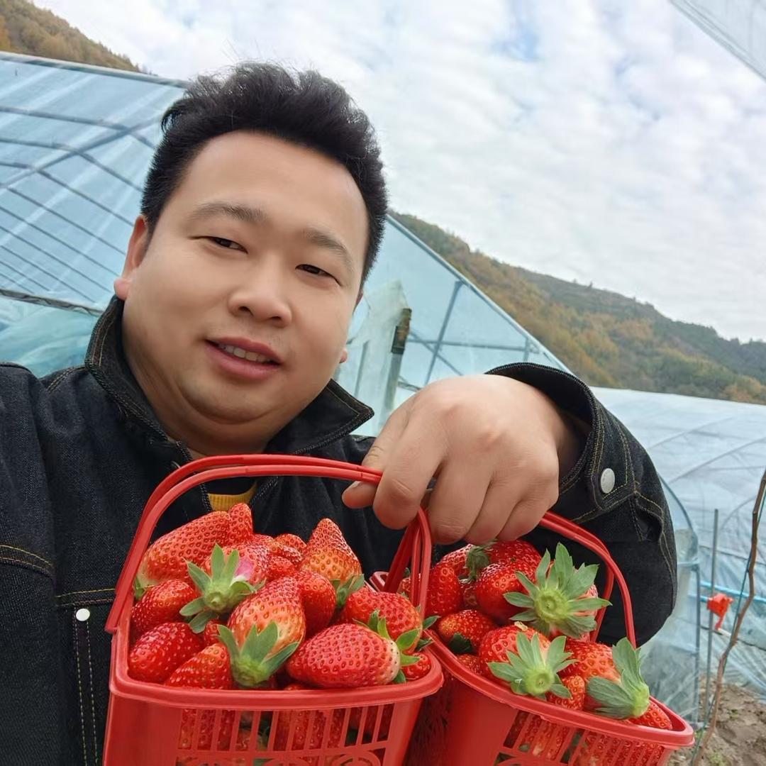 鲍湾草莓乐园官方号