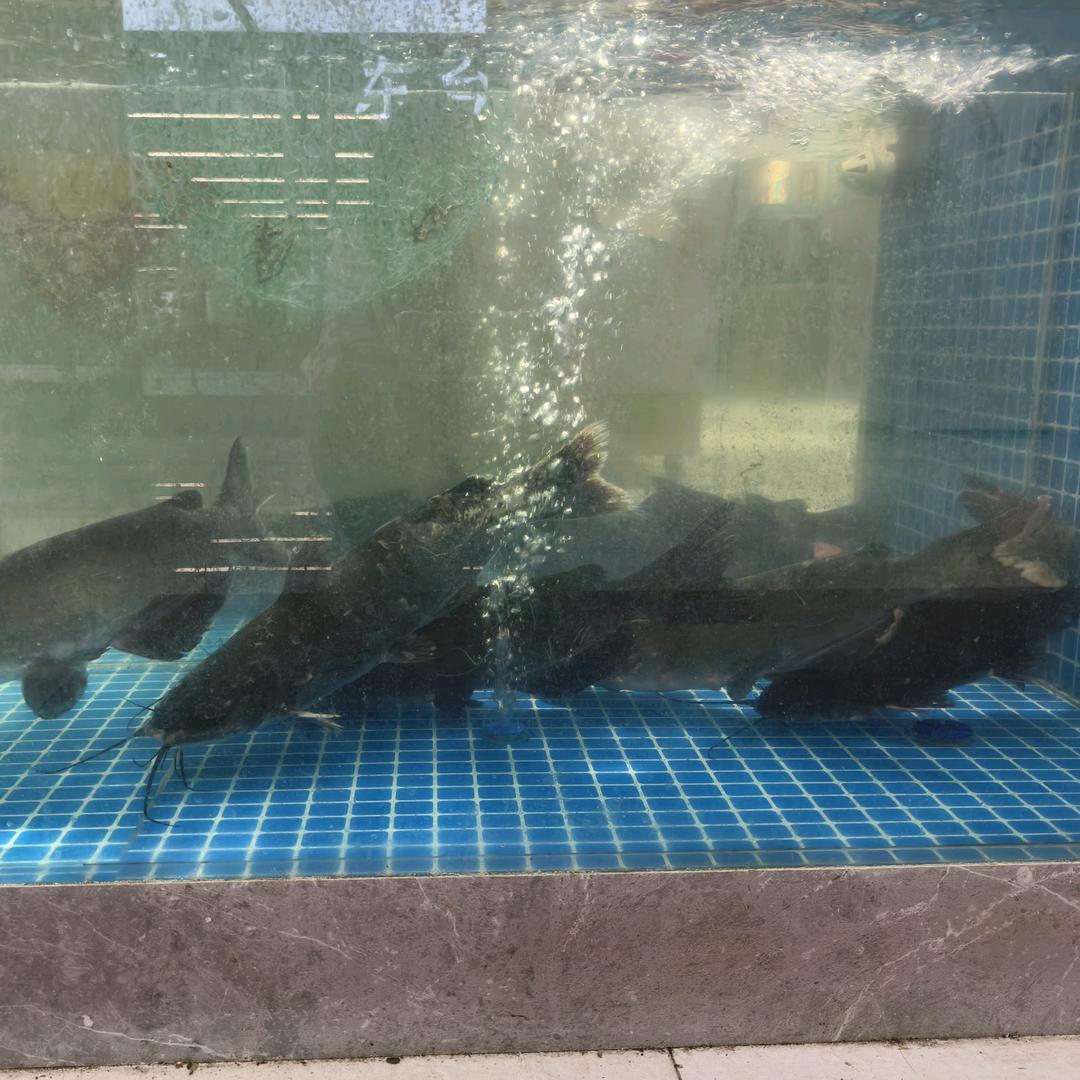 东台烤鱼（莱山银座店）