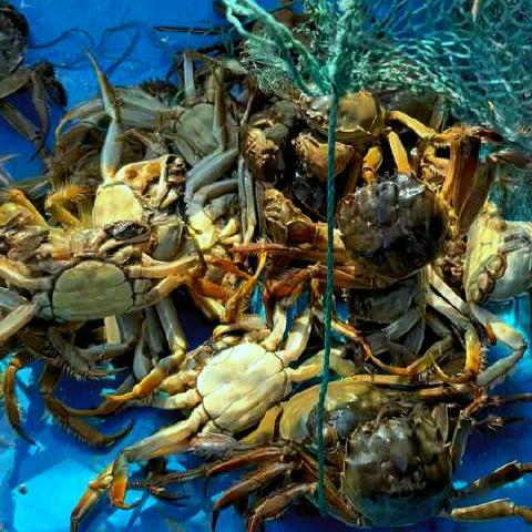 海极鲜水产品店官方号