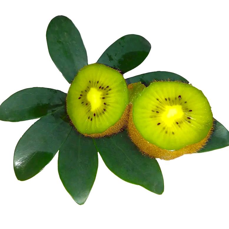 水果姐姐金菊