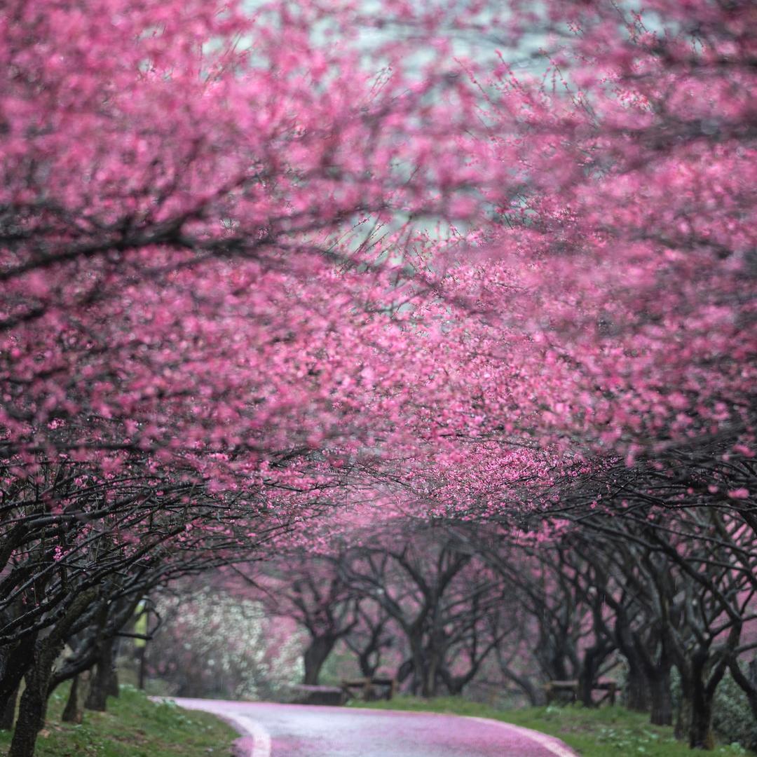 长兴东方梅园（梅花季）