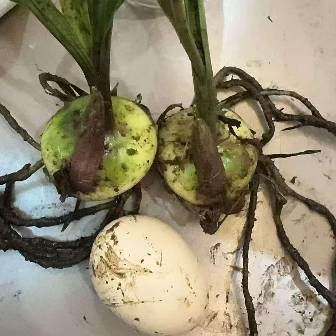 农业种植与回收