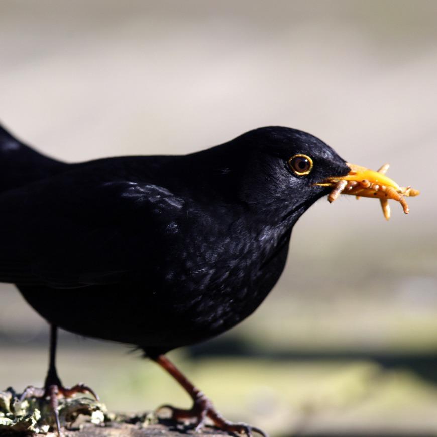 丰多美八哥宠粉号