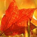 森豪腾發体育运动直播号