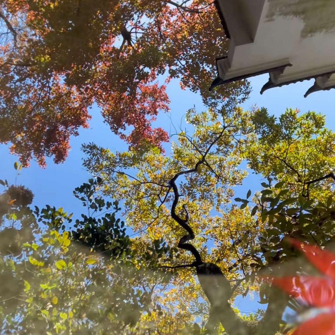 远峰直播号