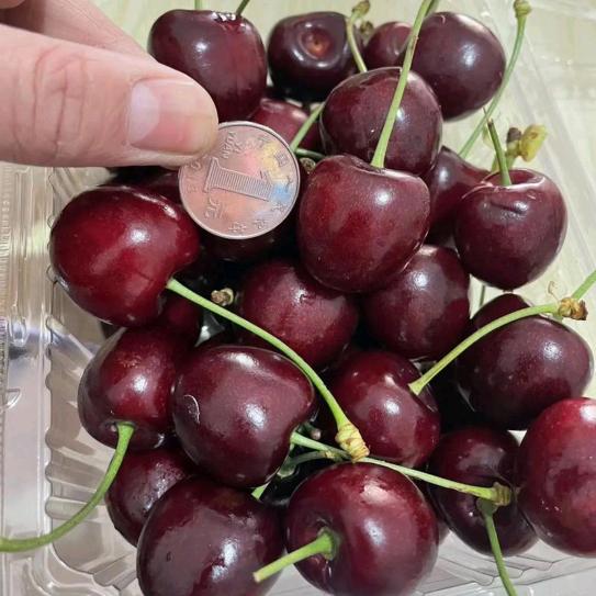 晋乐果园采摘官方号