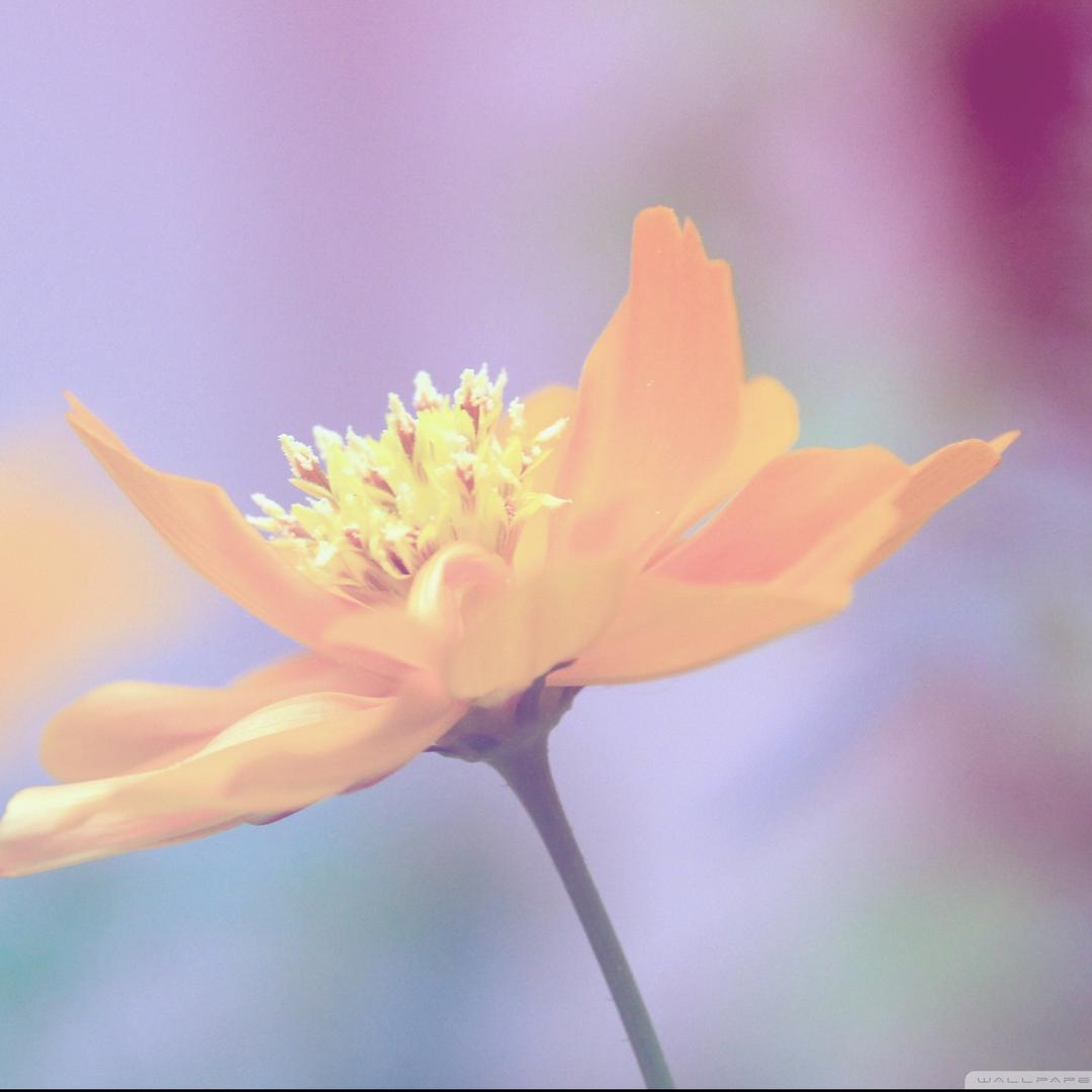 路雪菜的直播号