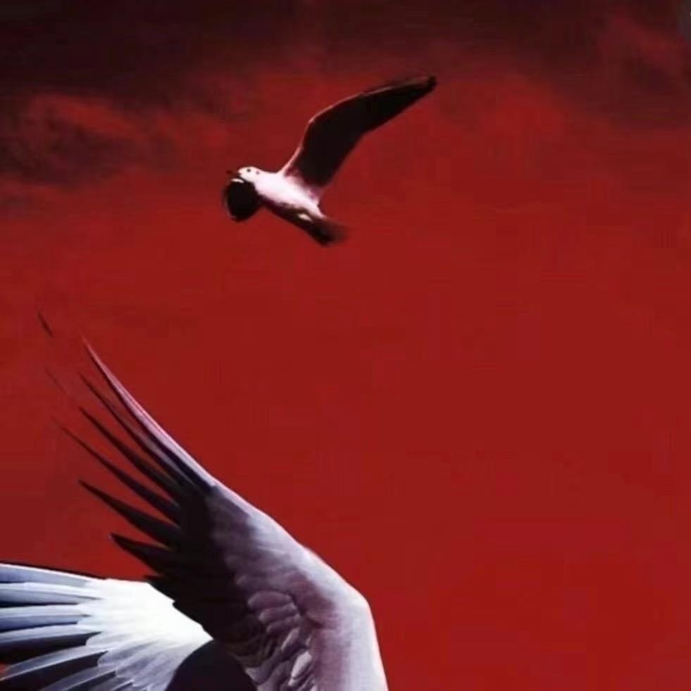 都市直播商铺号