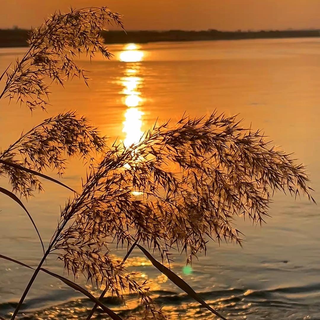 嘉迡不开花了直播号