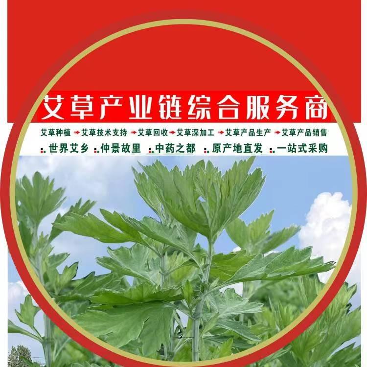 南阳艾生堂艾草种植回收