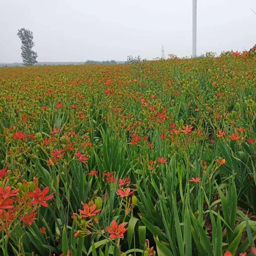药都亳州.地产购销