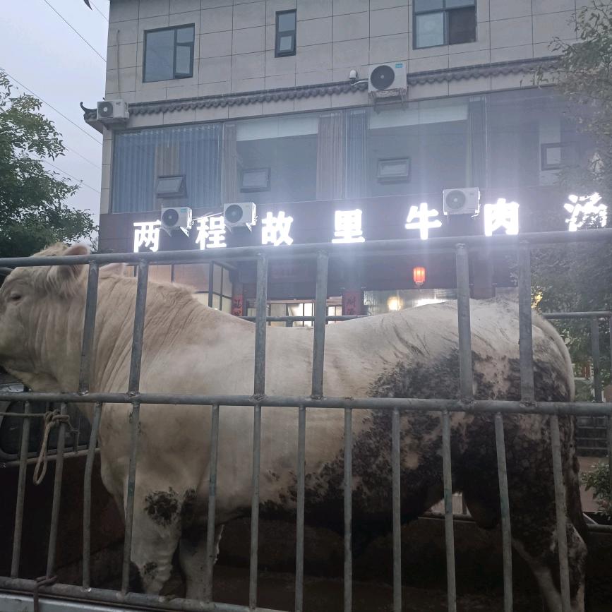 两程故里牛肉汤