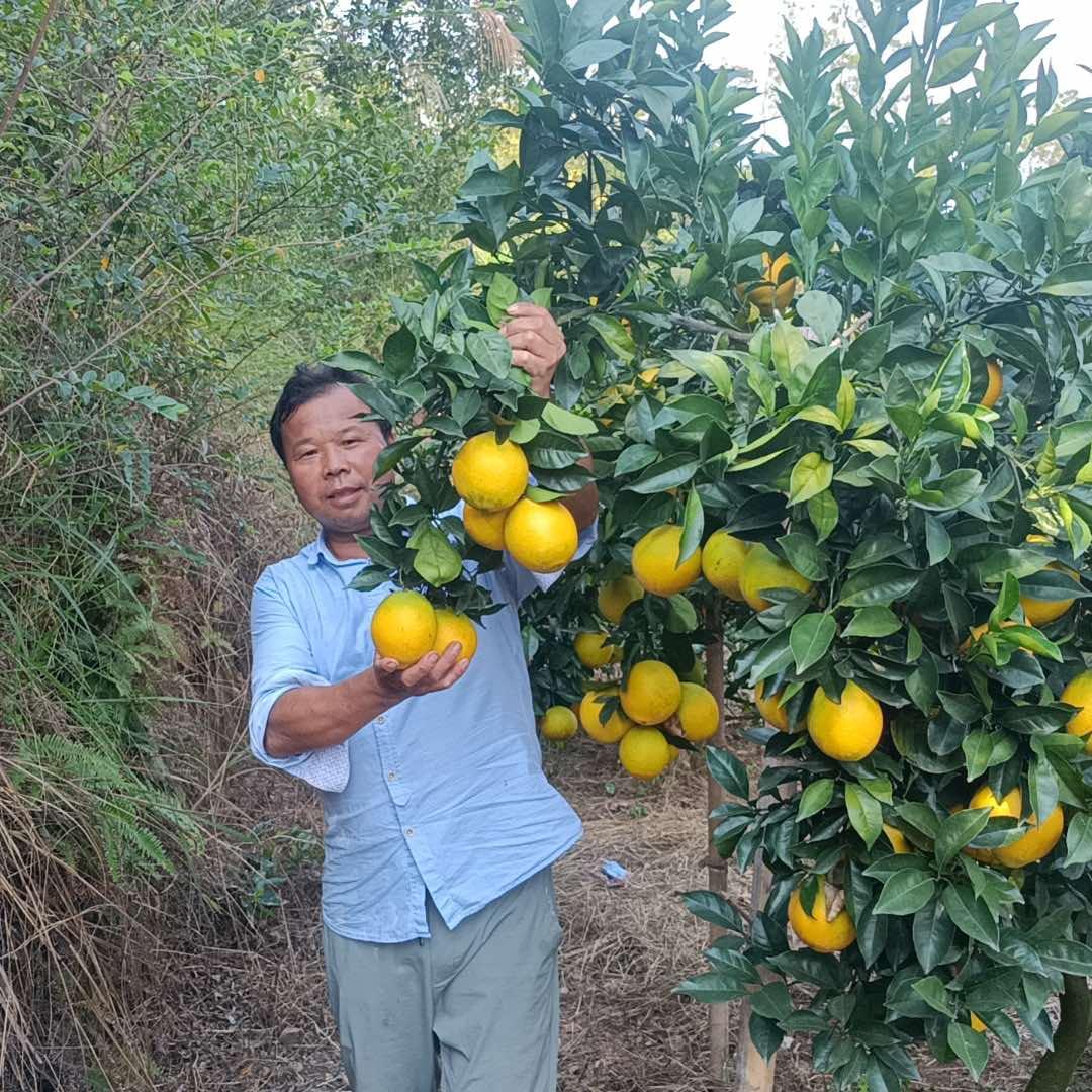 布政赣南脐橙总经销