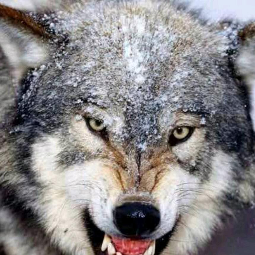 天哥车辆评估（伊犁二手车收售）