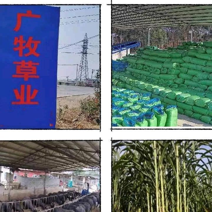武宣县二塘镇广牧草业加工厂
