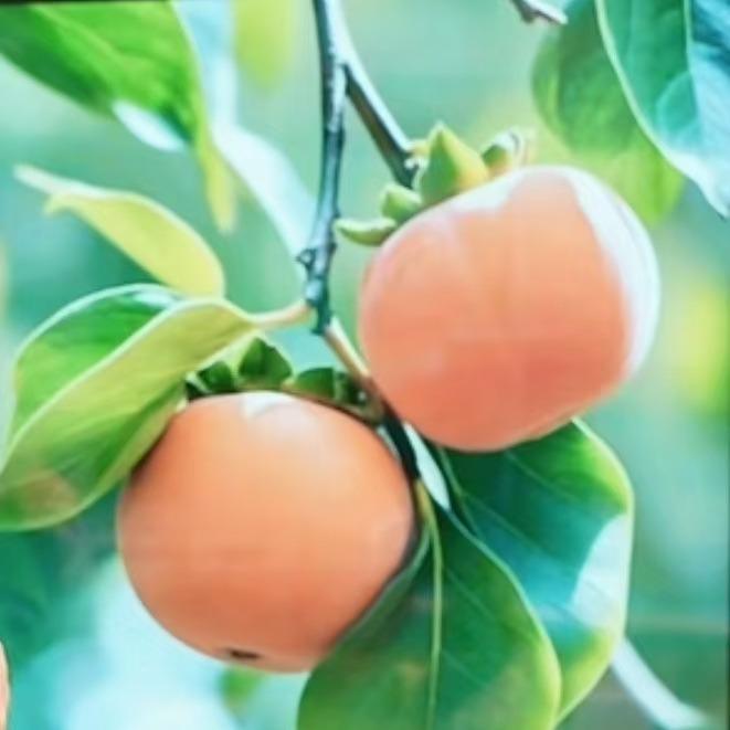 青玄道子福觅仟直播号