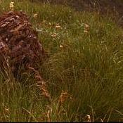 大厦传媒直播号