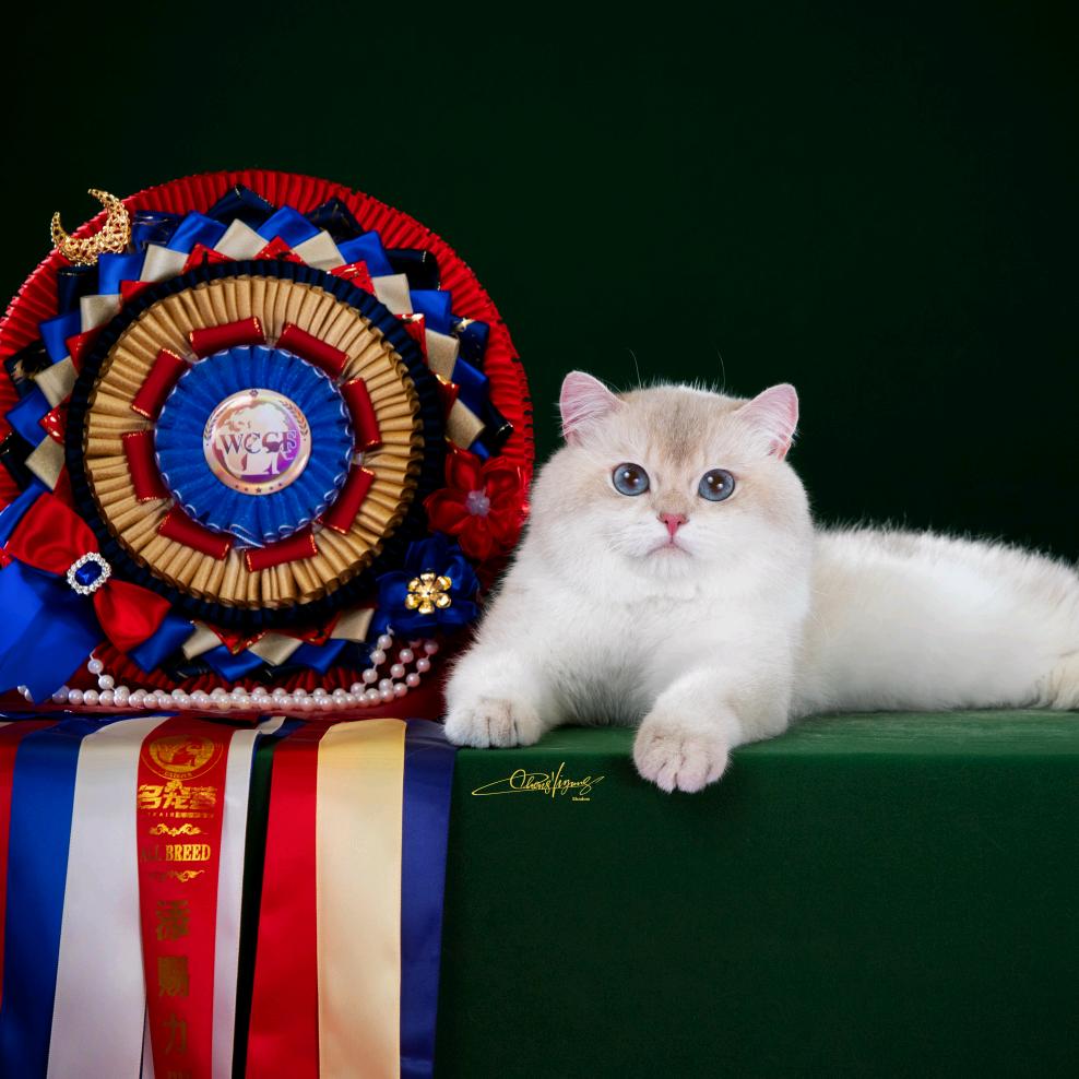 鼓捣猫猫舍-万达店-全国可飞