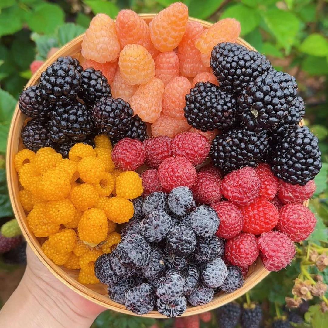 曲靖市麒麟区树莓采摘园官方号