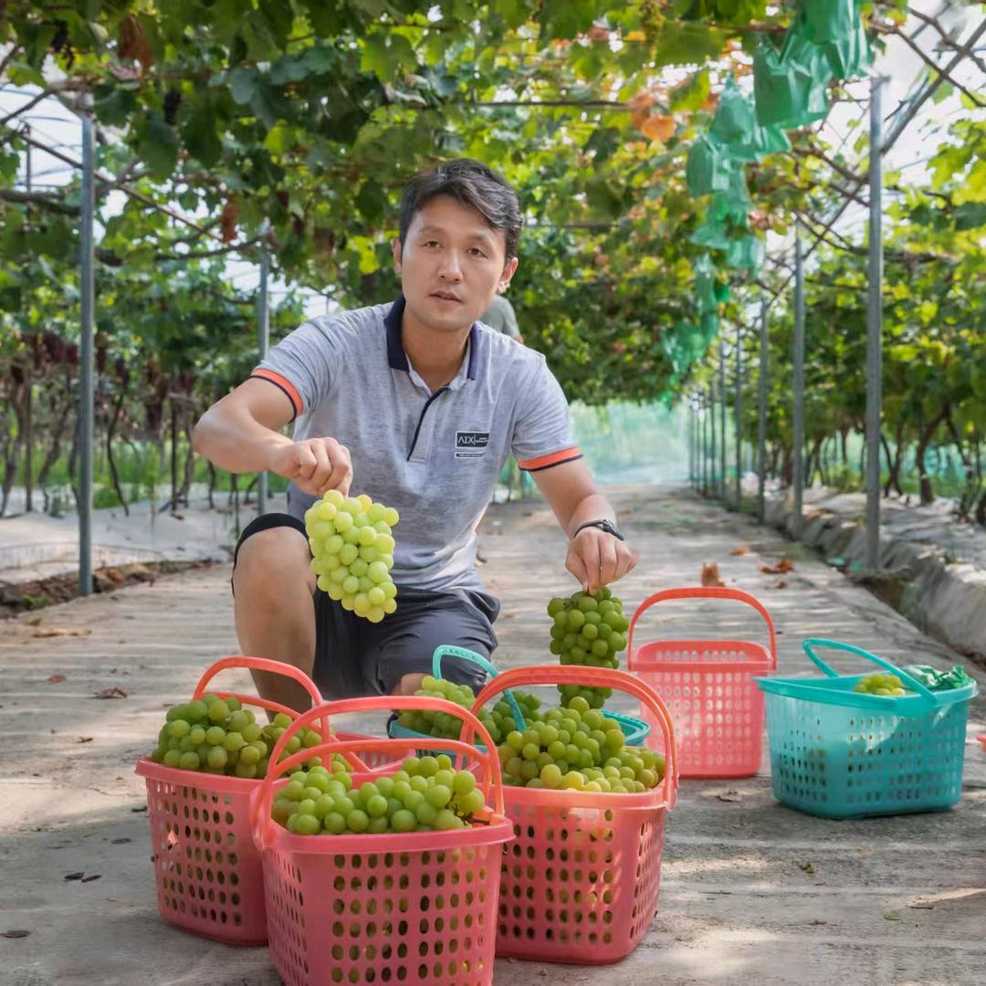 瑞丰农业官方账号董大叔