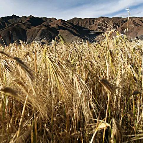 乡香面粉加工坊（尕磨主）