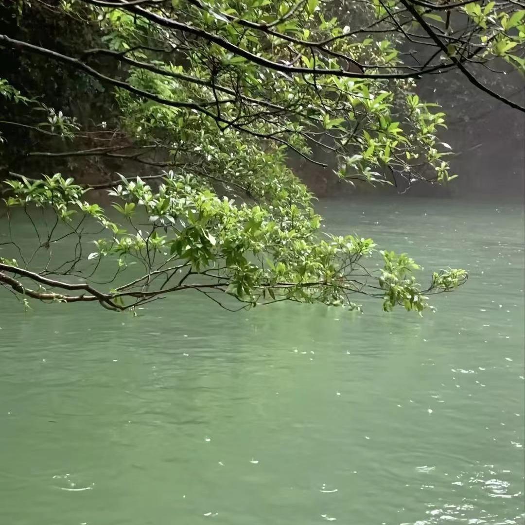 诗悦的风直播号
