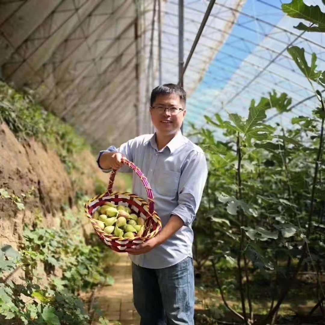 辽宁铁岭益健缘无花果采摘园