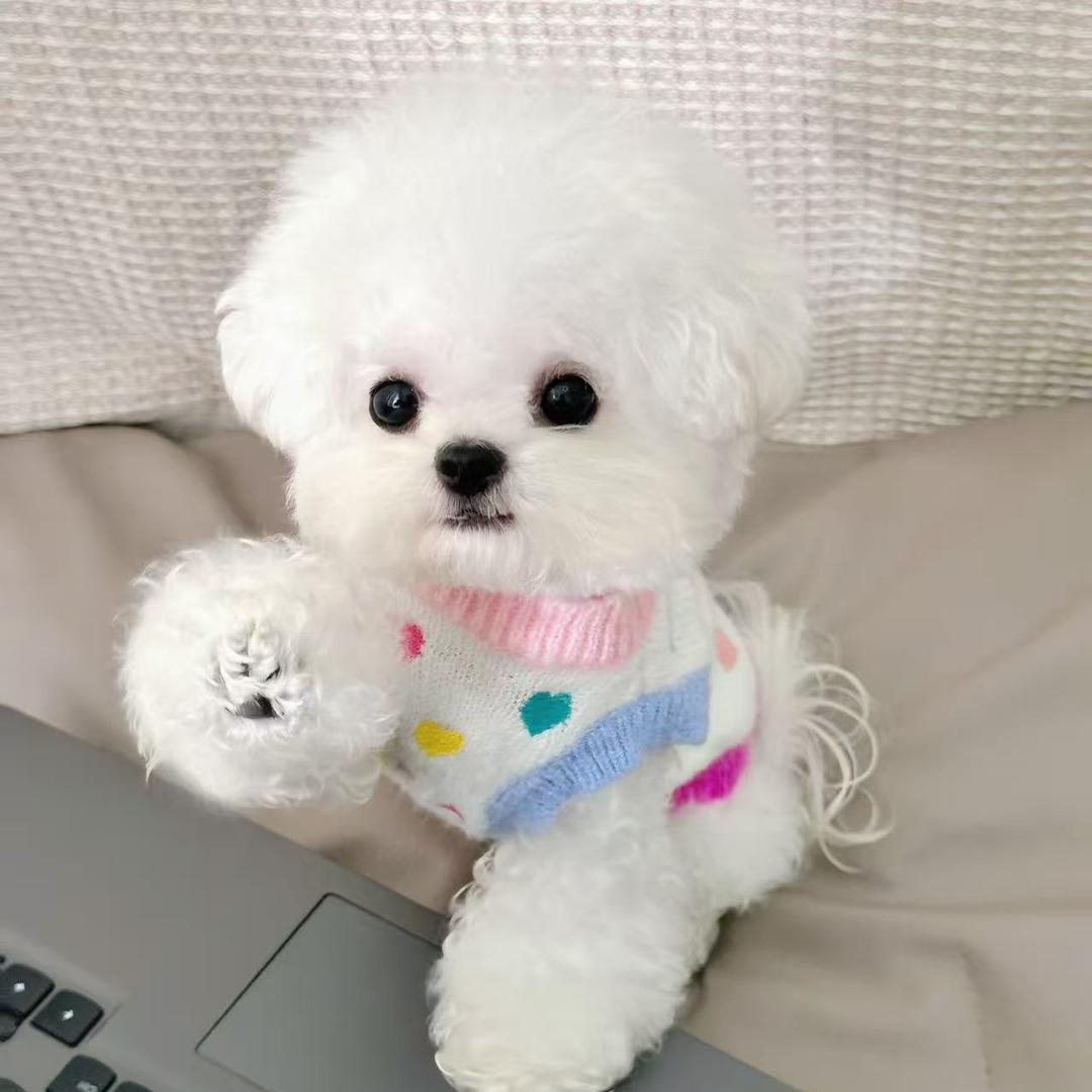 蹲营贸易大脸毛孩儿直播号