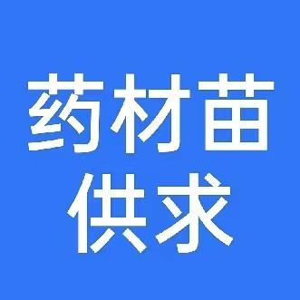 药农苗（药材种苗）千岛喜哥