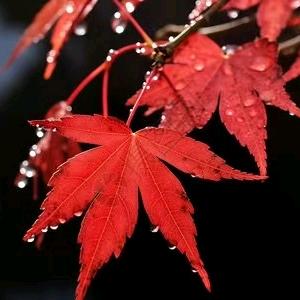 枫叶酒馆官方号