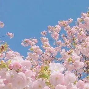 香格格鲜花馆大纲日常号
