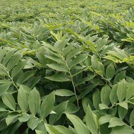 桂阳县莲塘镇鑫旺家庭农场（个体工商户）