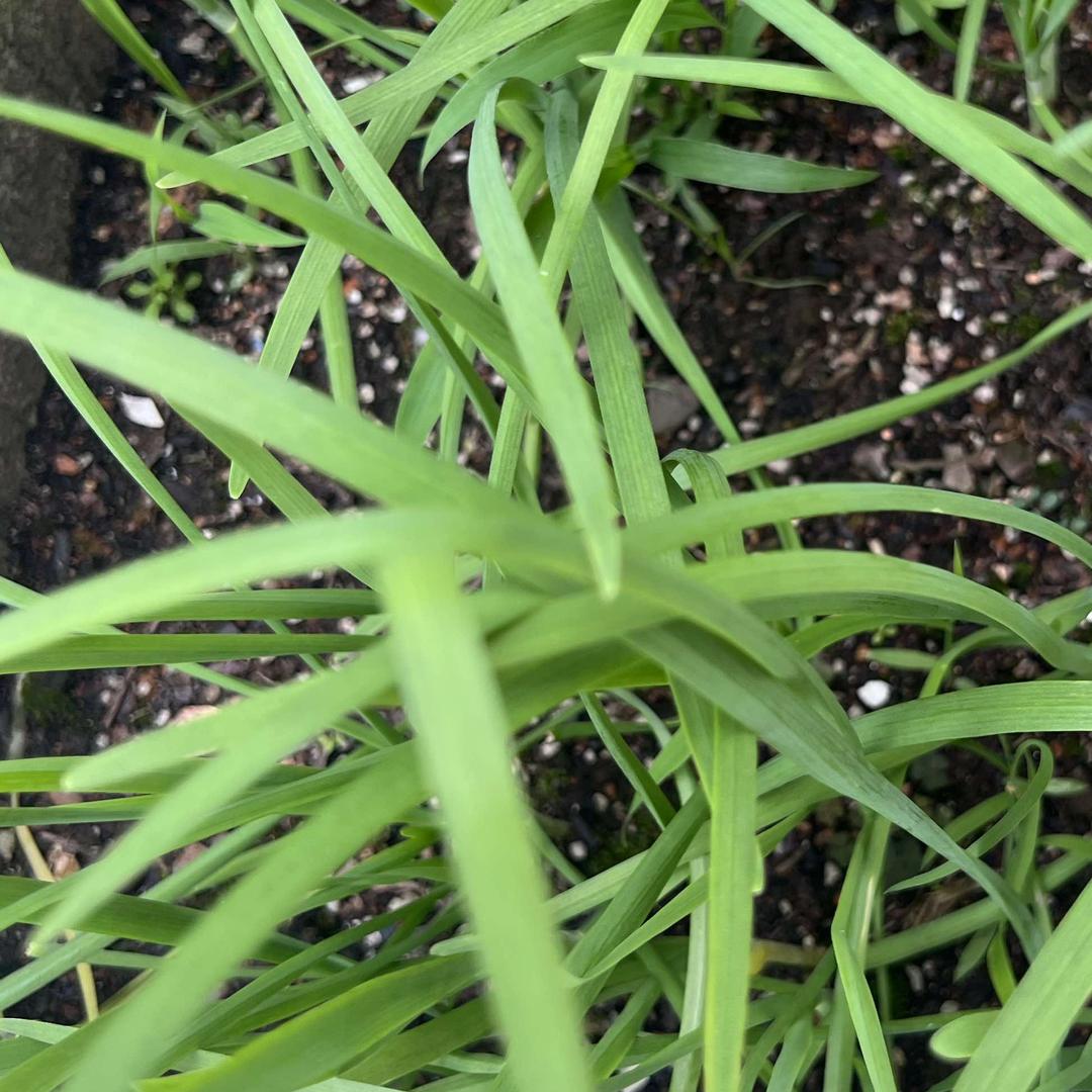 马良问问百货号