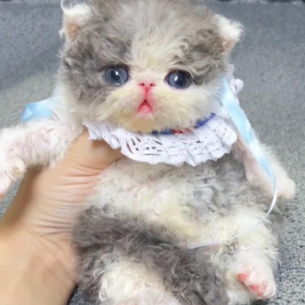 雅雯的猫咪Yawin