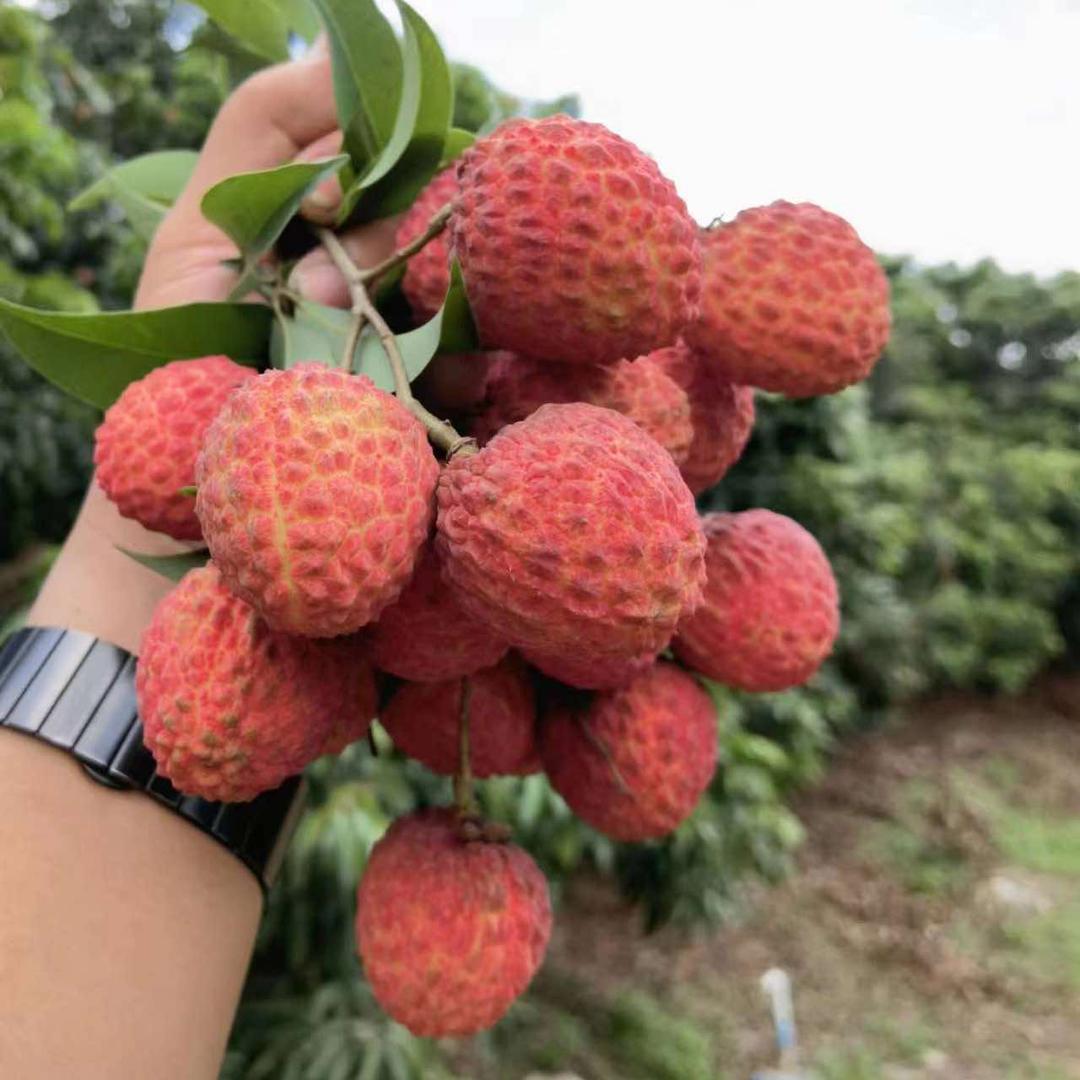 增城荔枝供应链联盟（云彩采摘园）