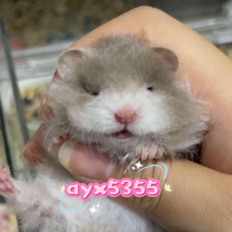 小熊很乖（出🐻）