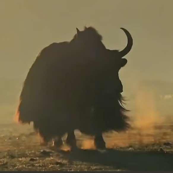 吐蕃咖啡小吃店