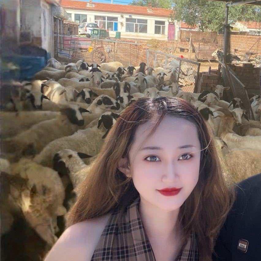 鲜之羊内蒙羊肉（可供货）