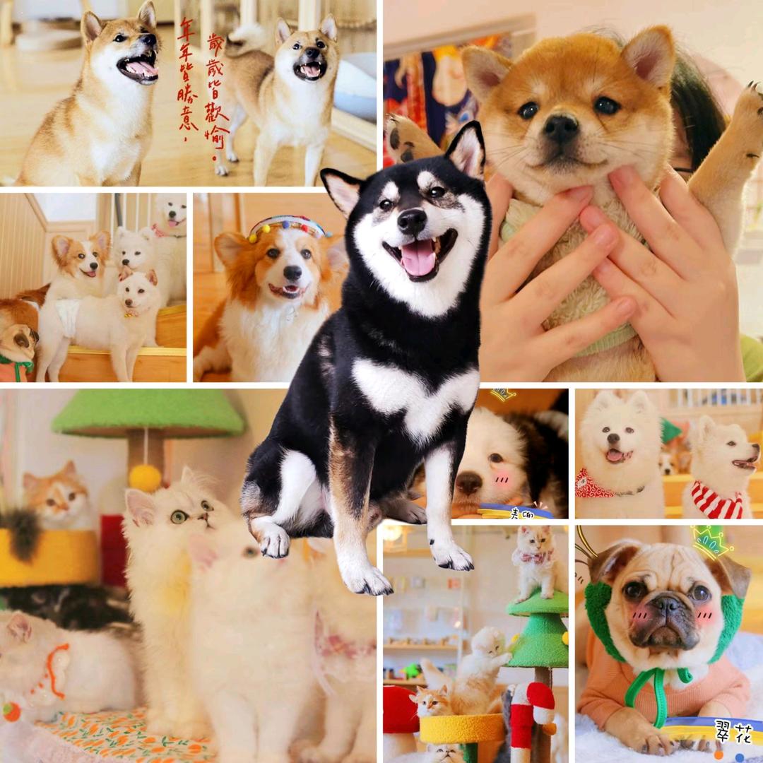 柴嘞个柴·狗咖·猫咖