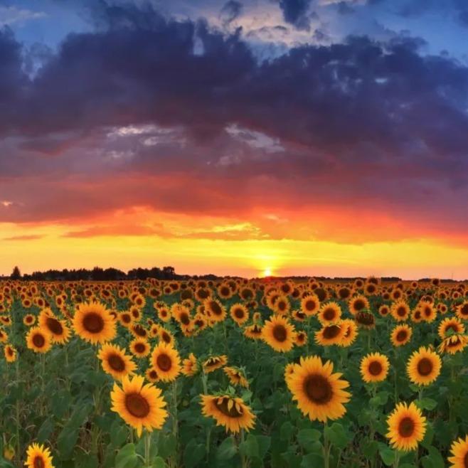 爵泰（丽丽）运营号