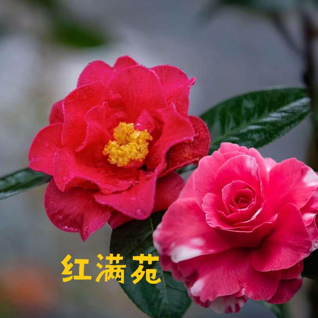 贵州红满苑