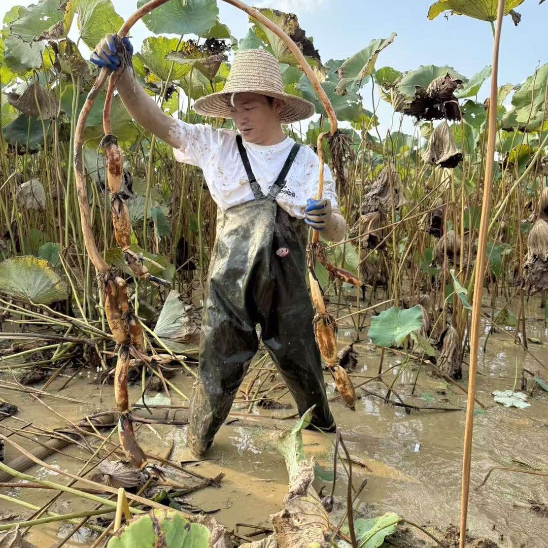 老李莲蓬农庄（亲子挖藕基地）